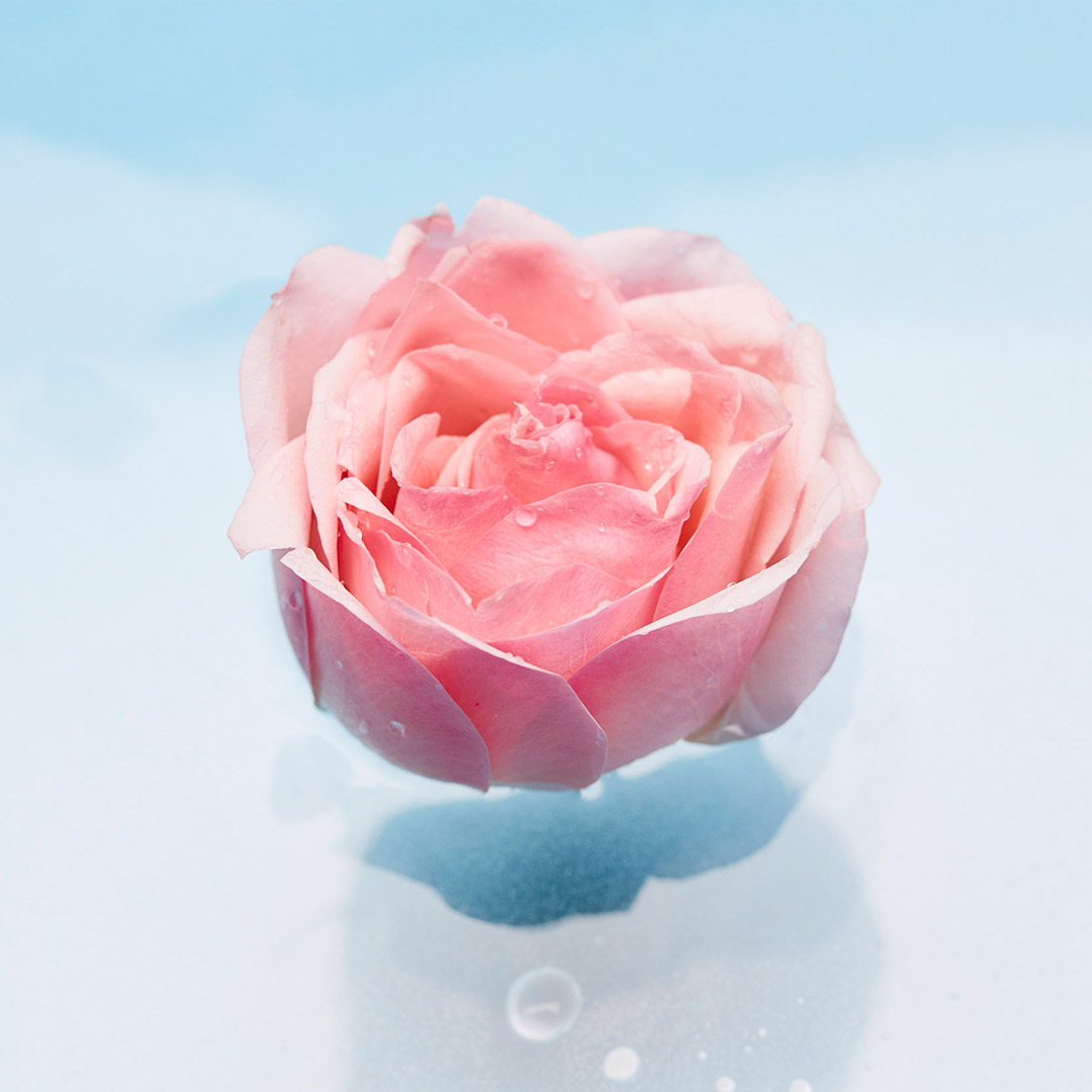 茱莉蔻玫瑰水润面霜